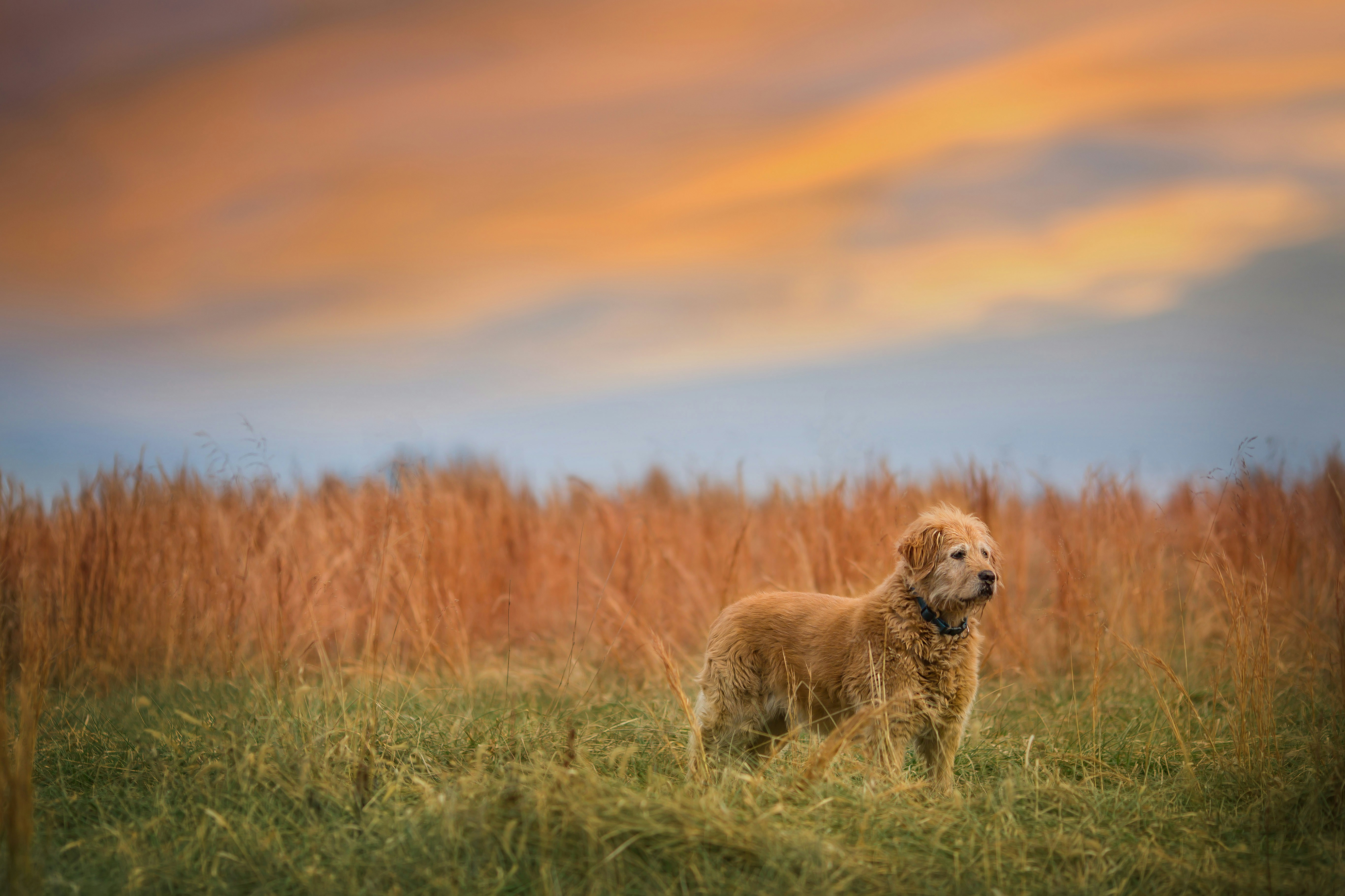A dog standing in a field of tall grass photo – Free Green Image on ...