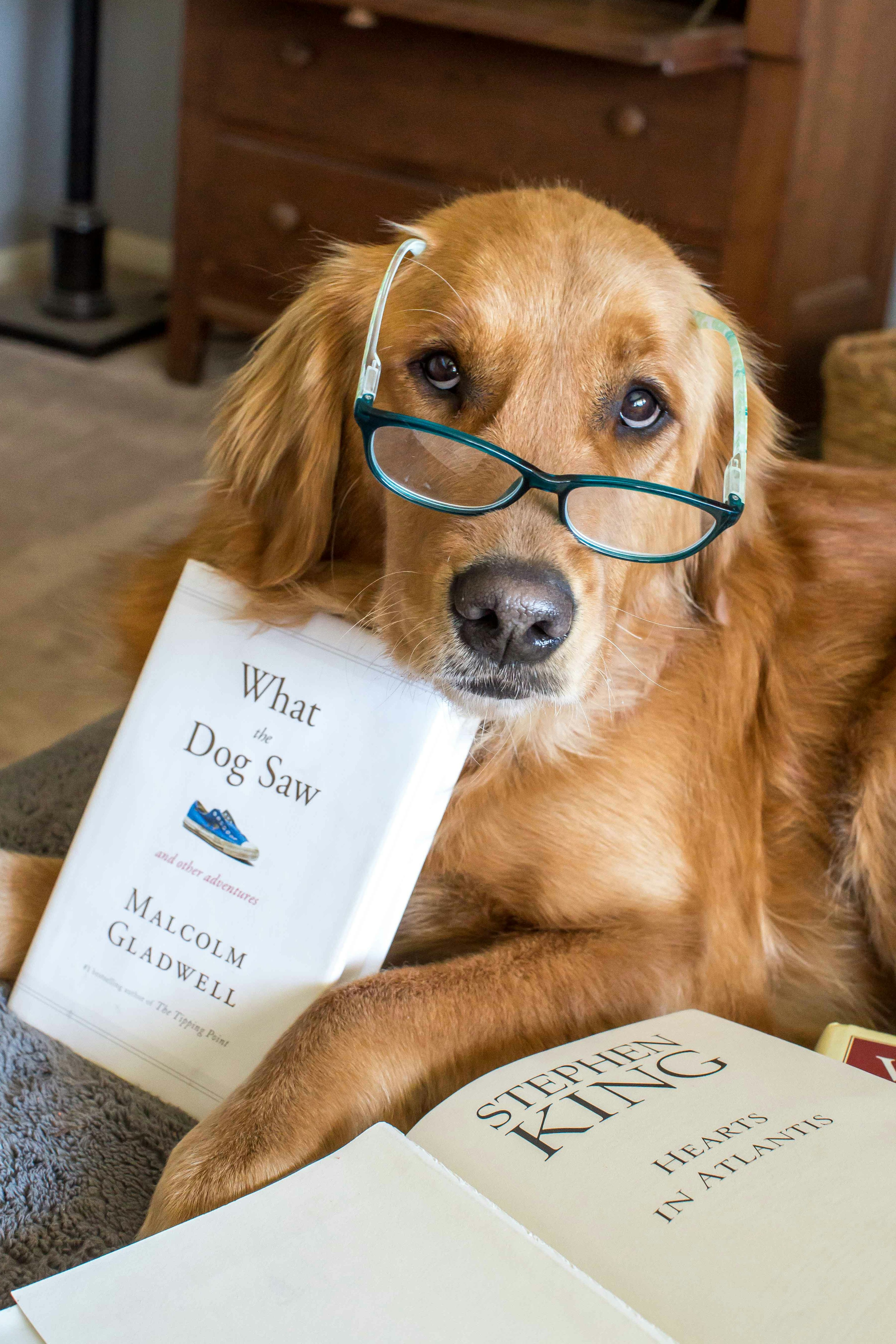 Golden retriever wearing glasses lies on a bed with books.