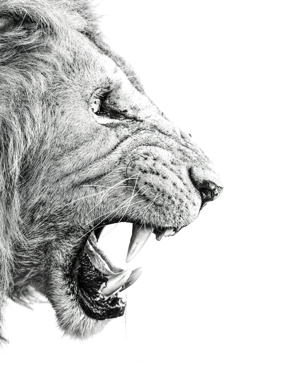 a black and white photo of a lion with its mouth open