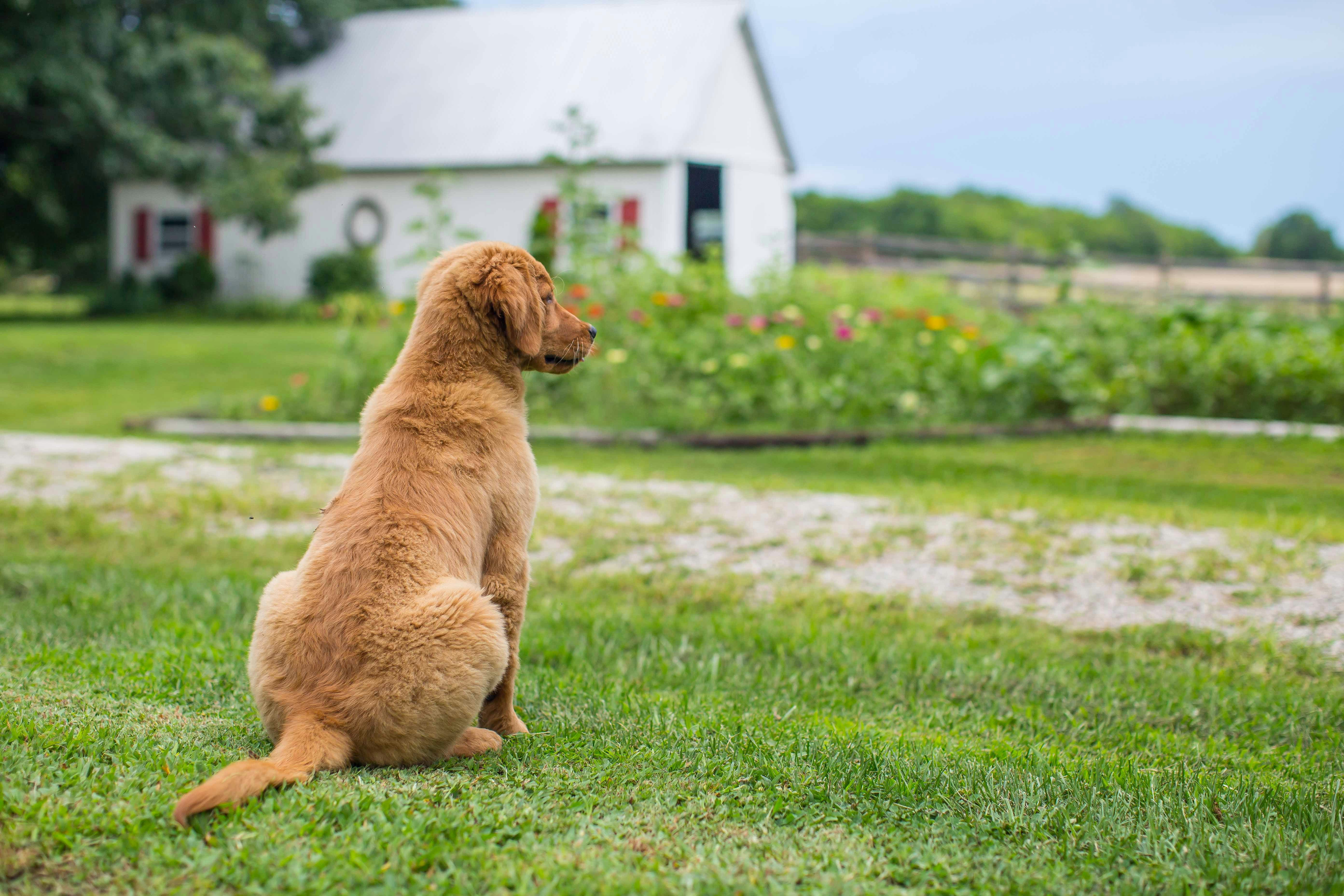 How to Potty Train a Puppy: Expert Step-by-Step Guide