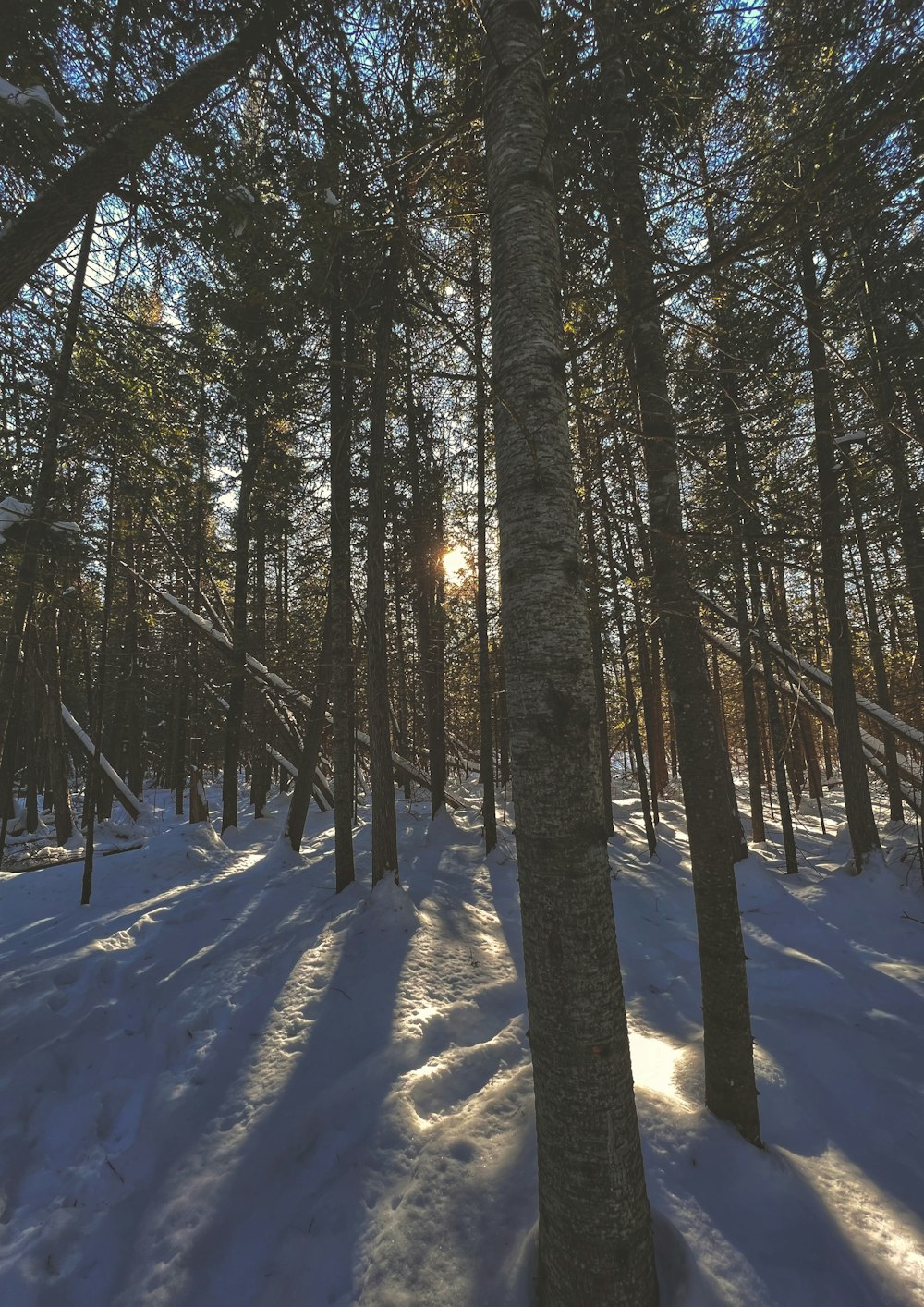 the sun is shining through the trees in the snow