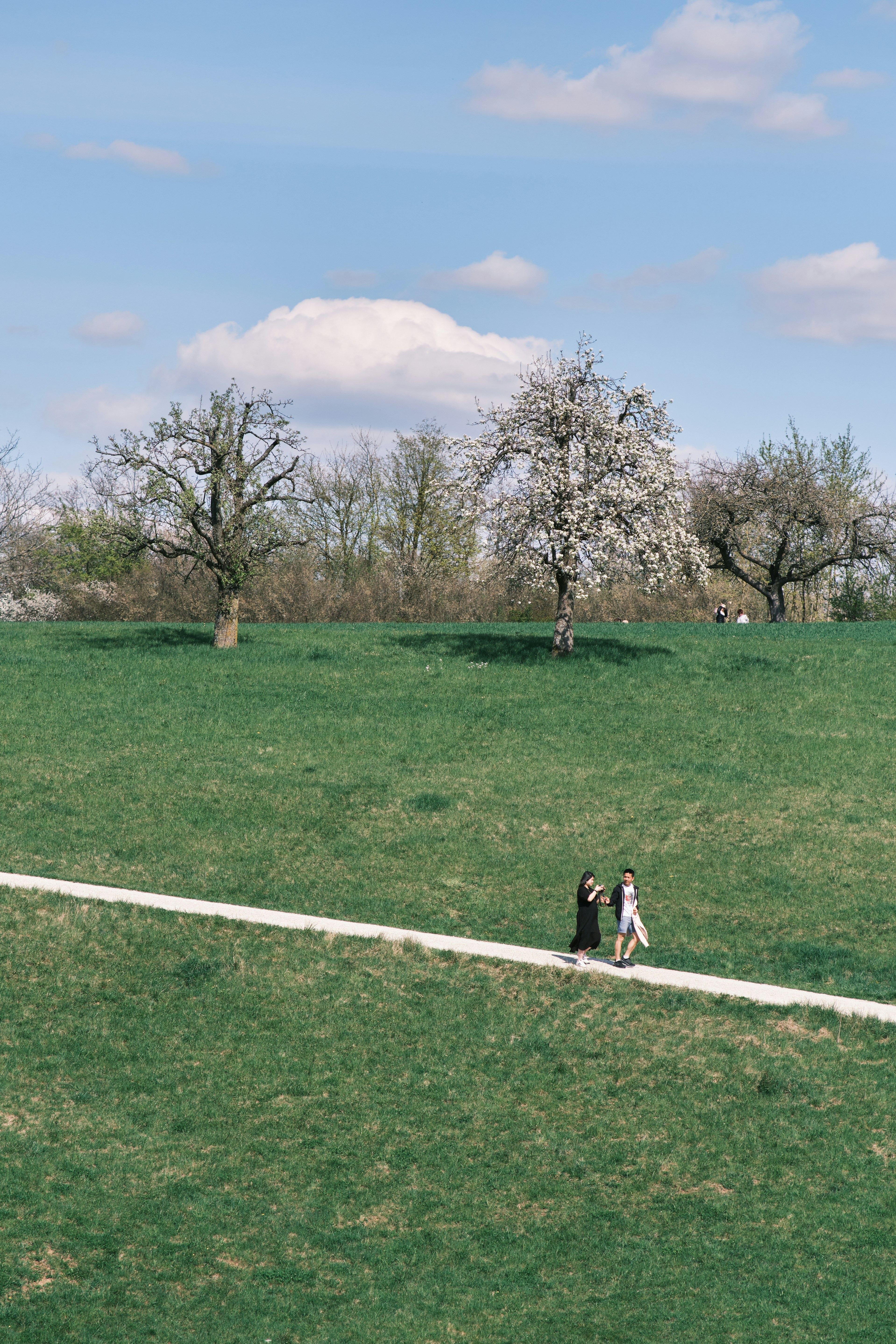 Dogs and owners enjoying a picnic in a park