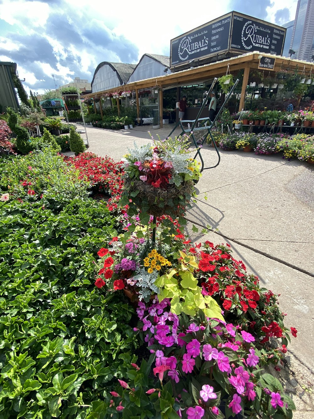 a bunch of flowers that are sitting in the grass