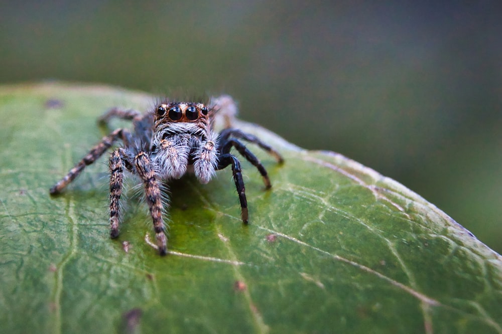 a close up of a spider on a leaf