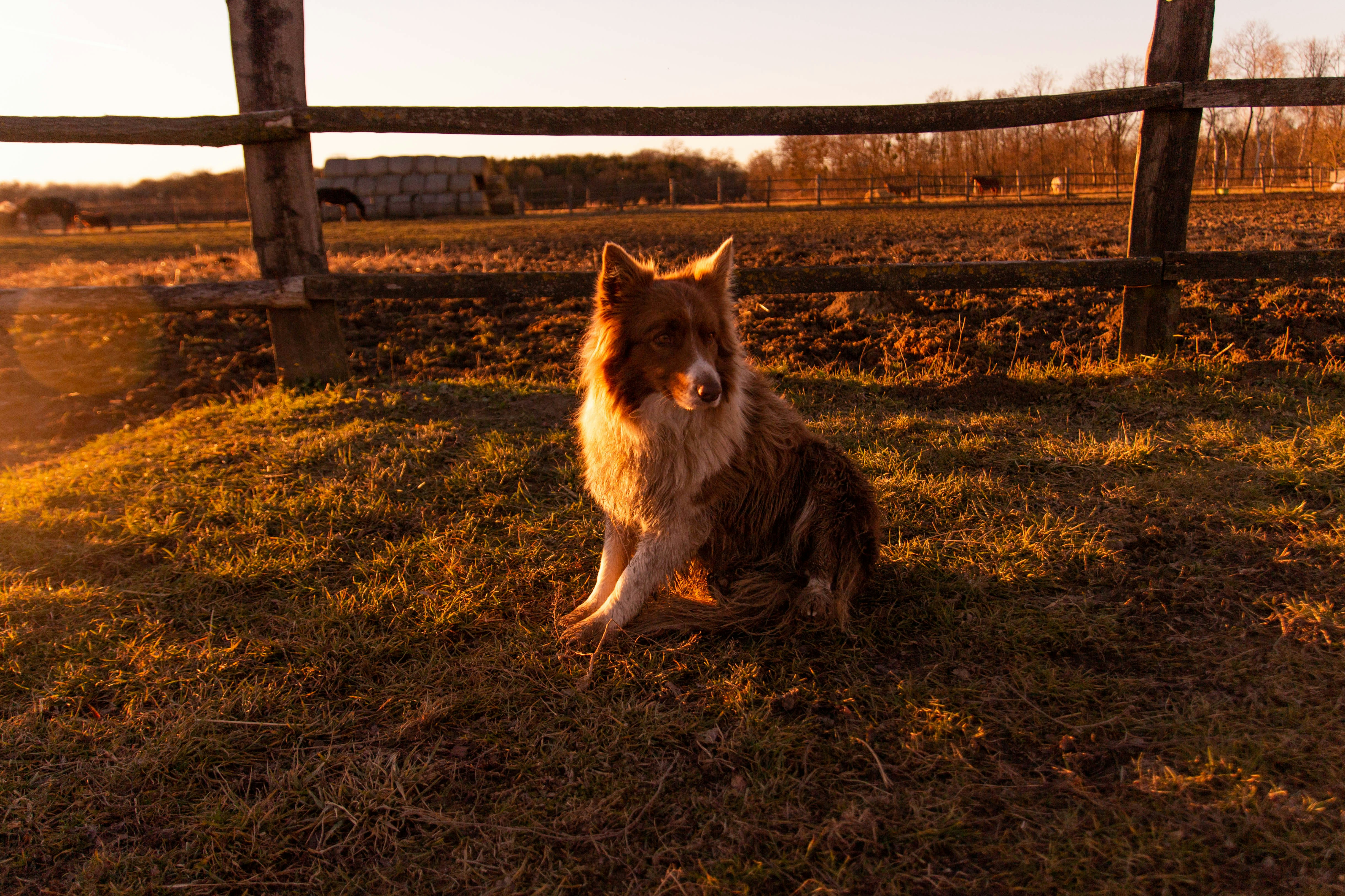 Ein braun-weißer Hund sitzt auf einem grasbedeckten Feld