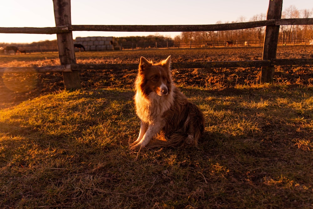 a brown and white dog sitting on top of a grass covered field