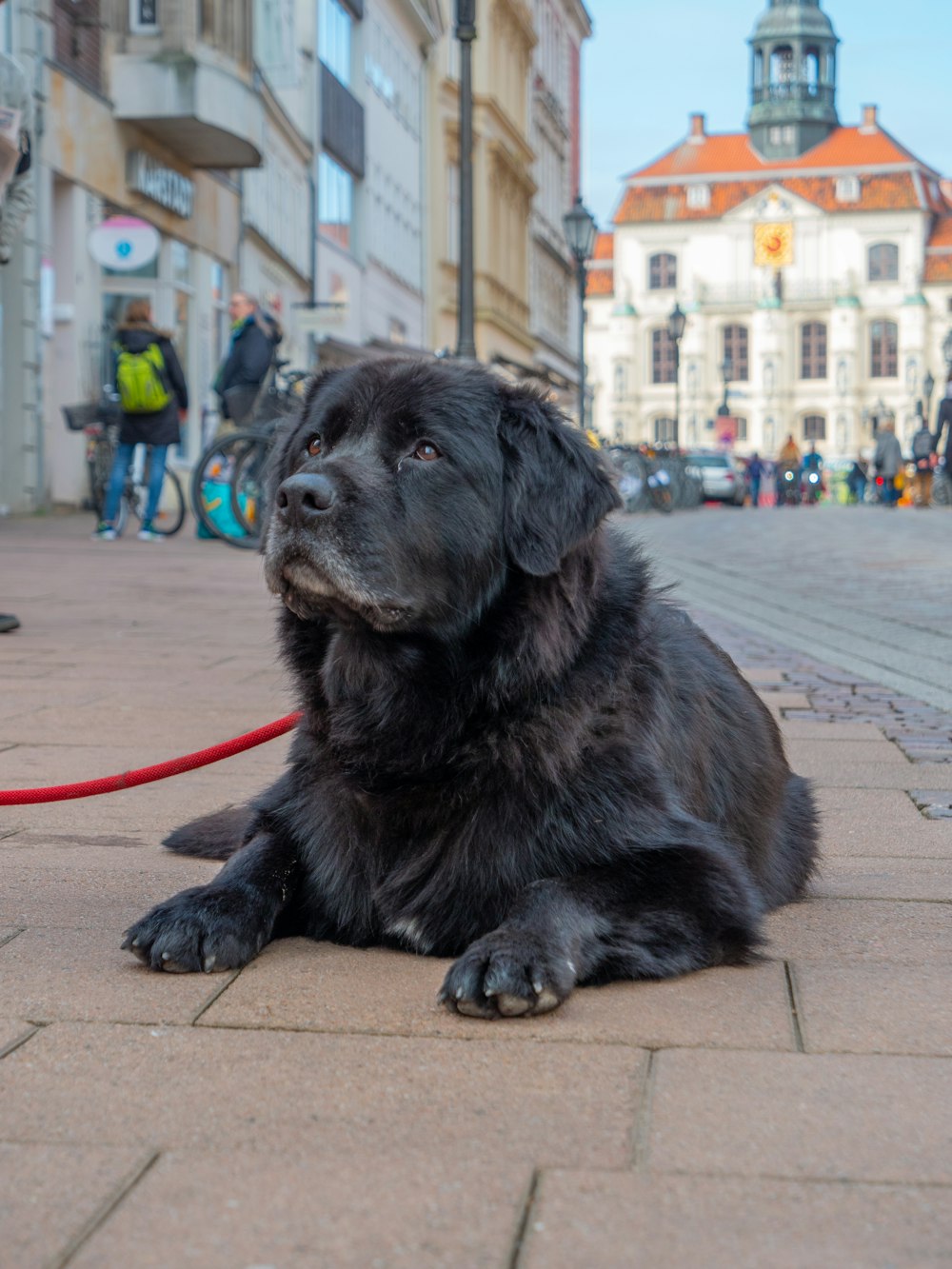 a large black dog laying on top of a sidewalk