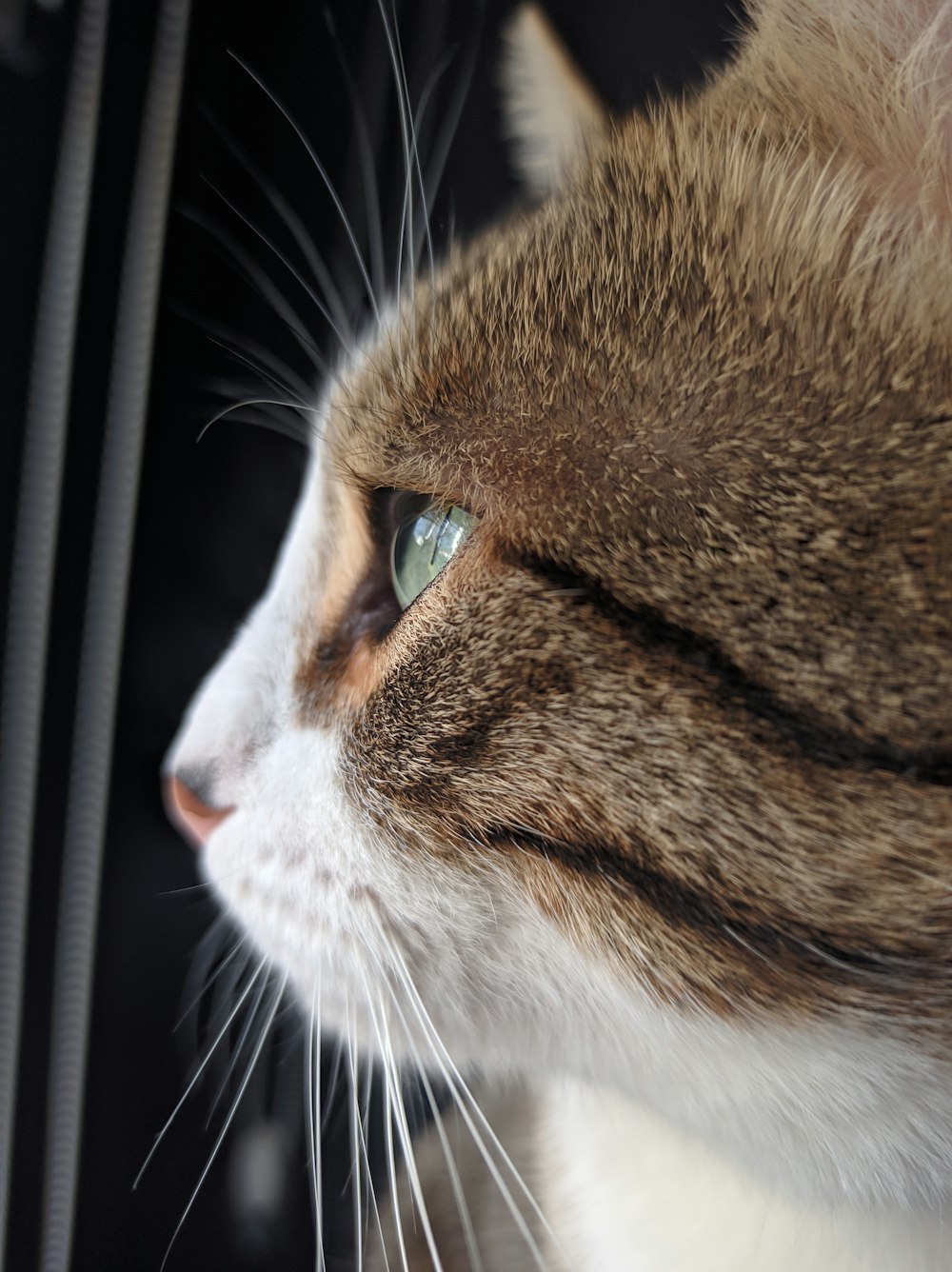 a close up of a cat with blue eyes