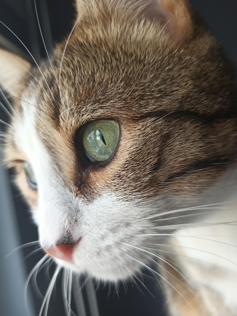 a close up of a cat with green eyes