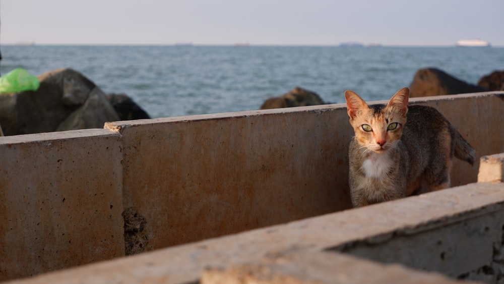 a cat is standing on a concrete wall near the ocean