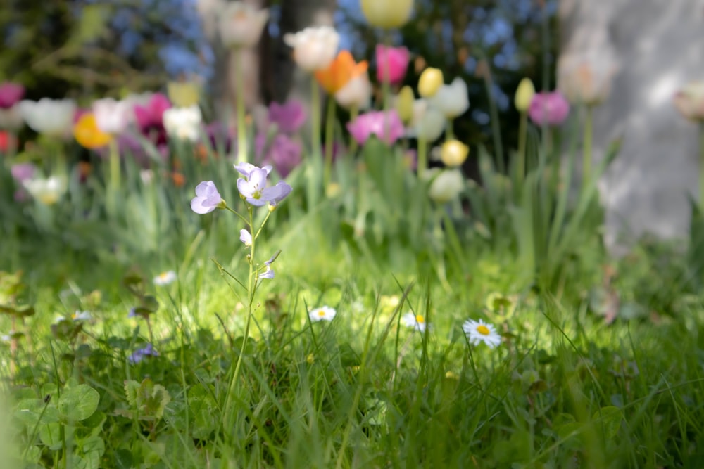 a bunch of flowers that are in the grass