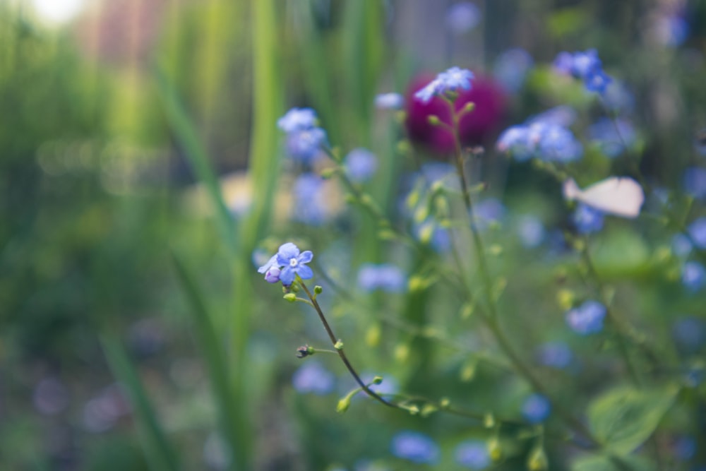 a close up of some blue flowers in a field