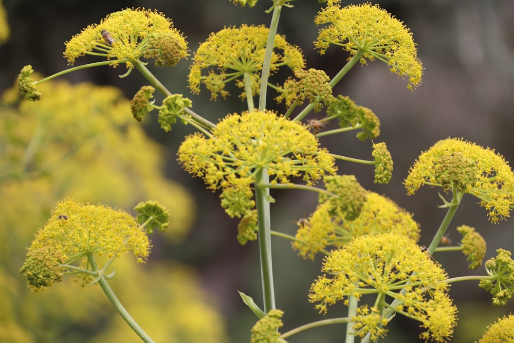 a close up of a plant with yellow flowers