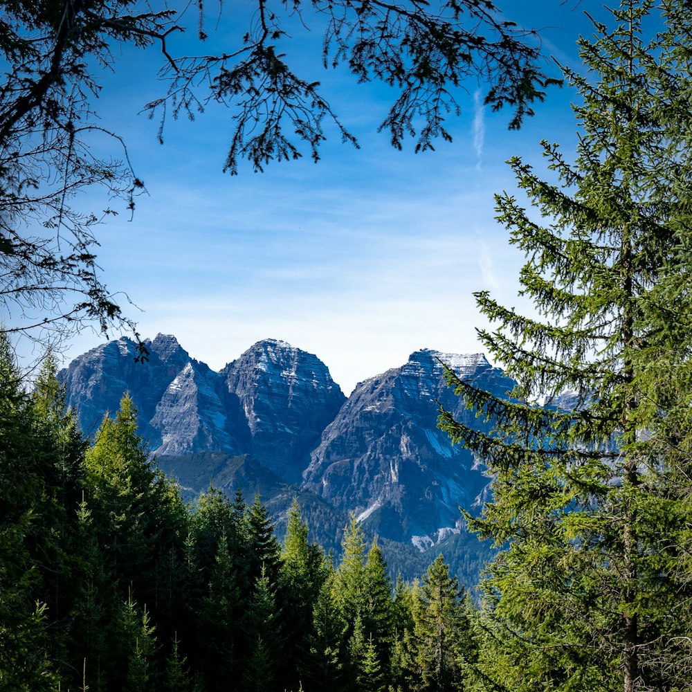 une vue d’une chaîne de montagnes à travers quelques arbres