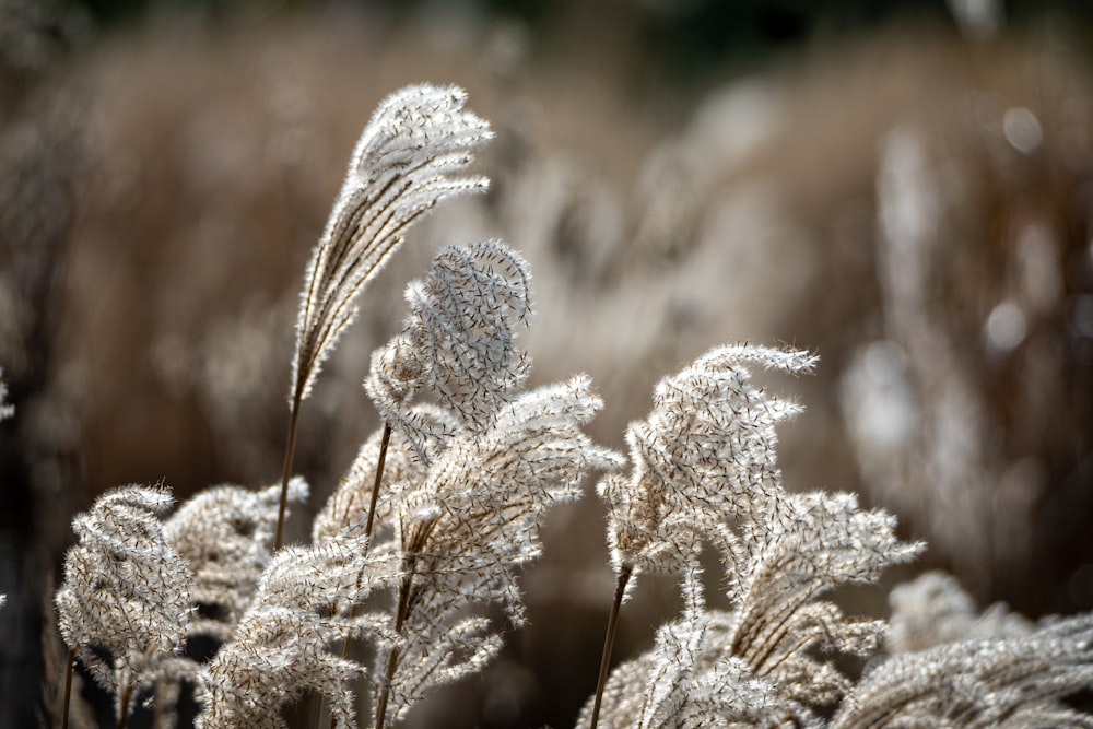 eine Nahaufnahme einer Pflanze mit Frost darauf