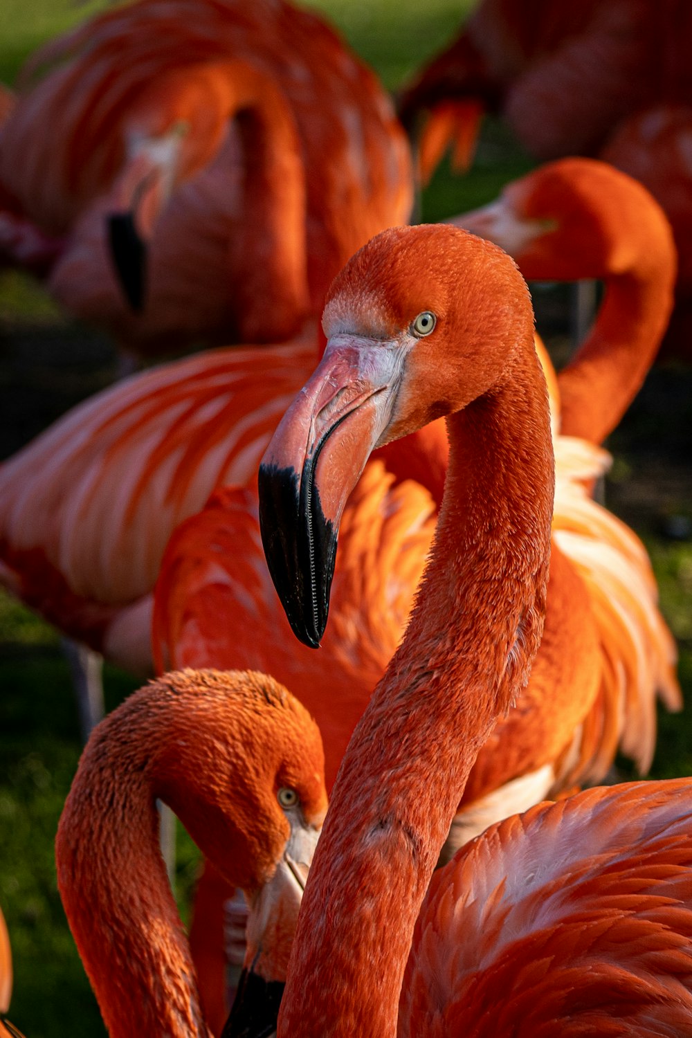 Un grupo de flamencos parados en la hierba