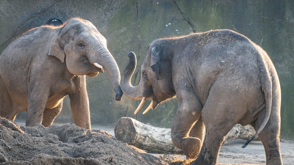 a couple of elephants standing next to each other