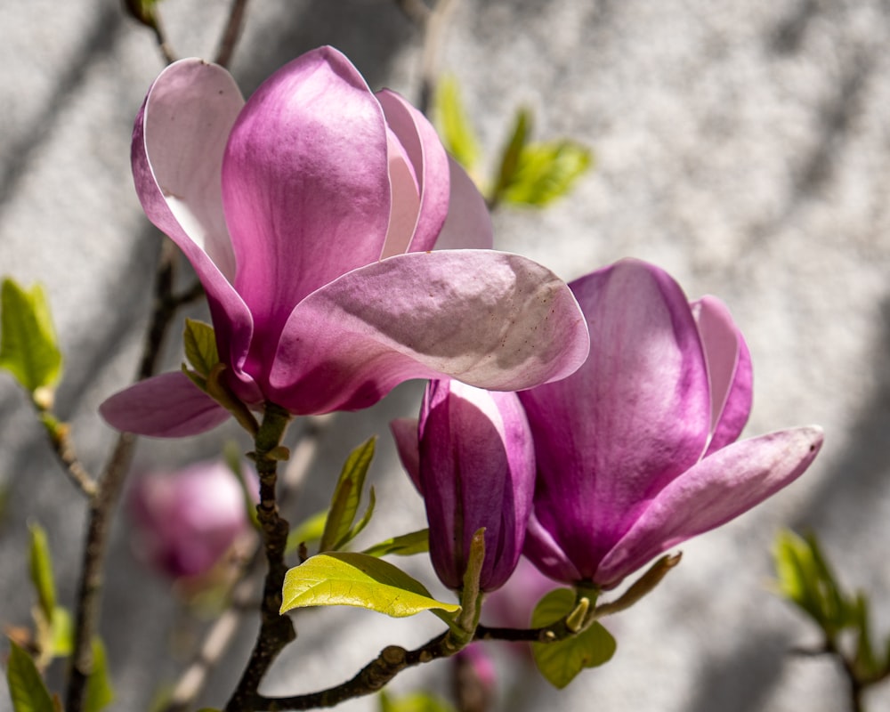 a close up of a pink flower on a tree