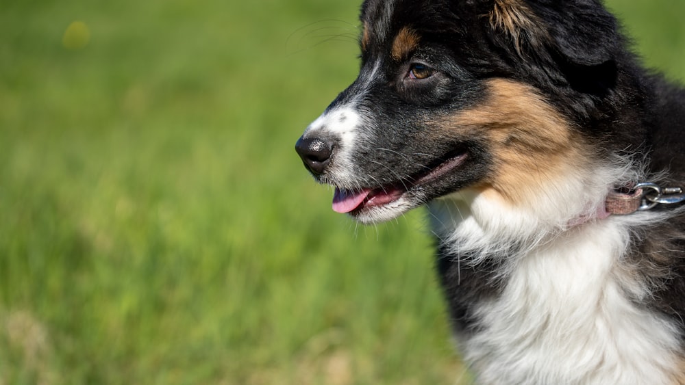 a close up of a dog in a field of grass