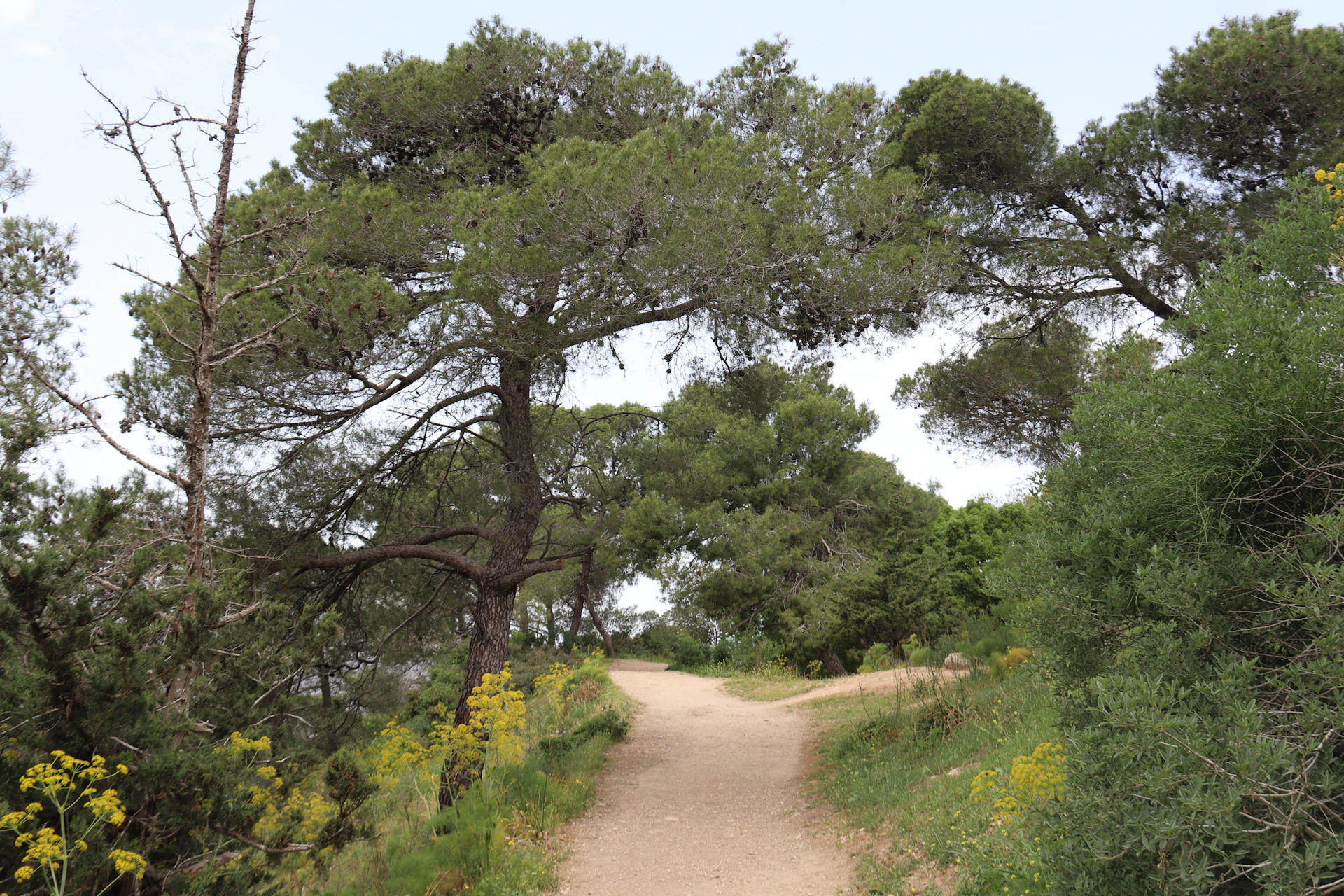 a dirt road surrounded by trees and yellow flowers
