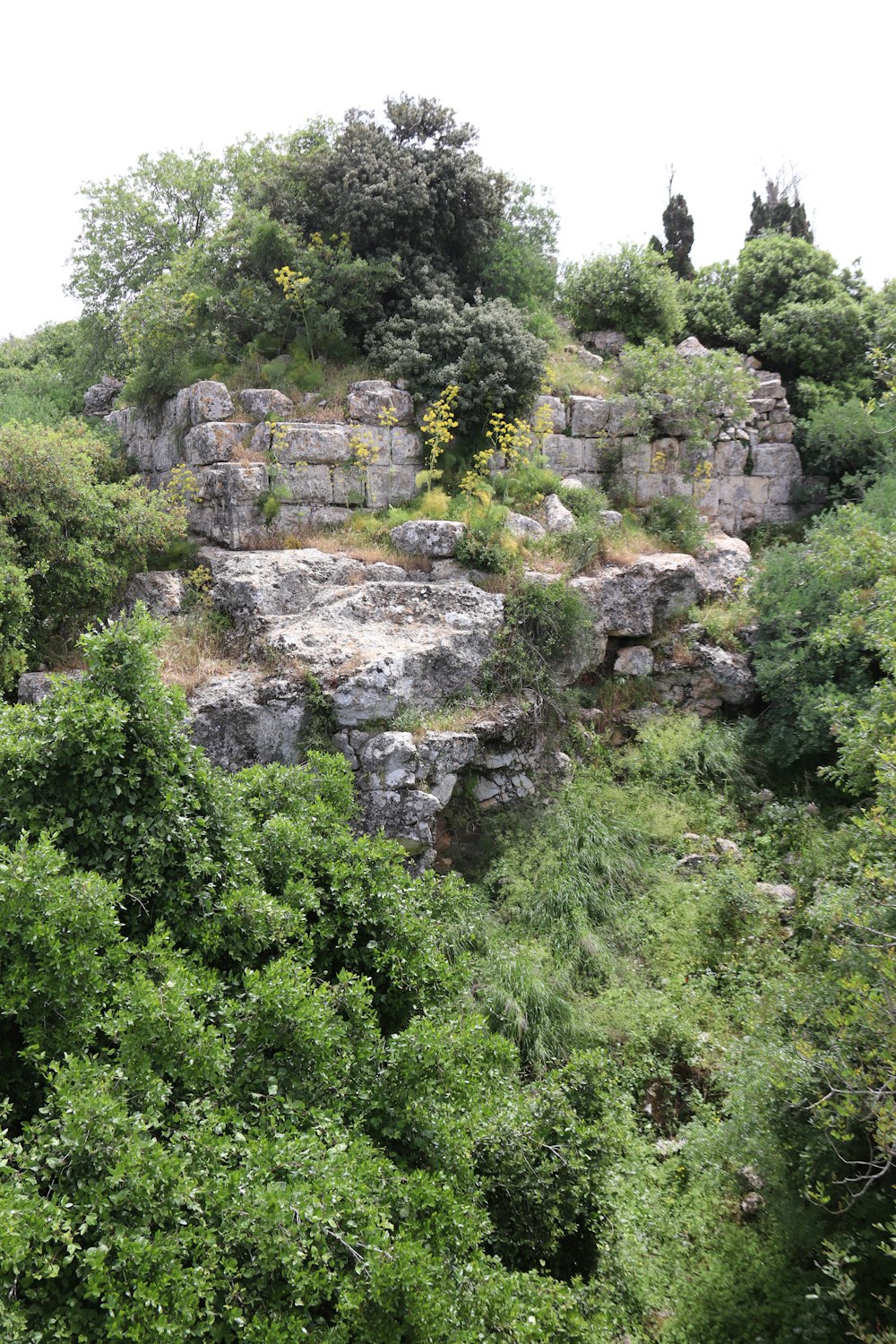 a rocky cliff with trees and bushes growing on it