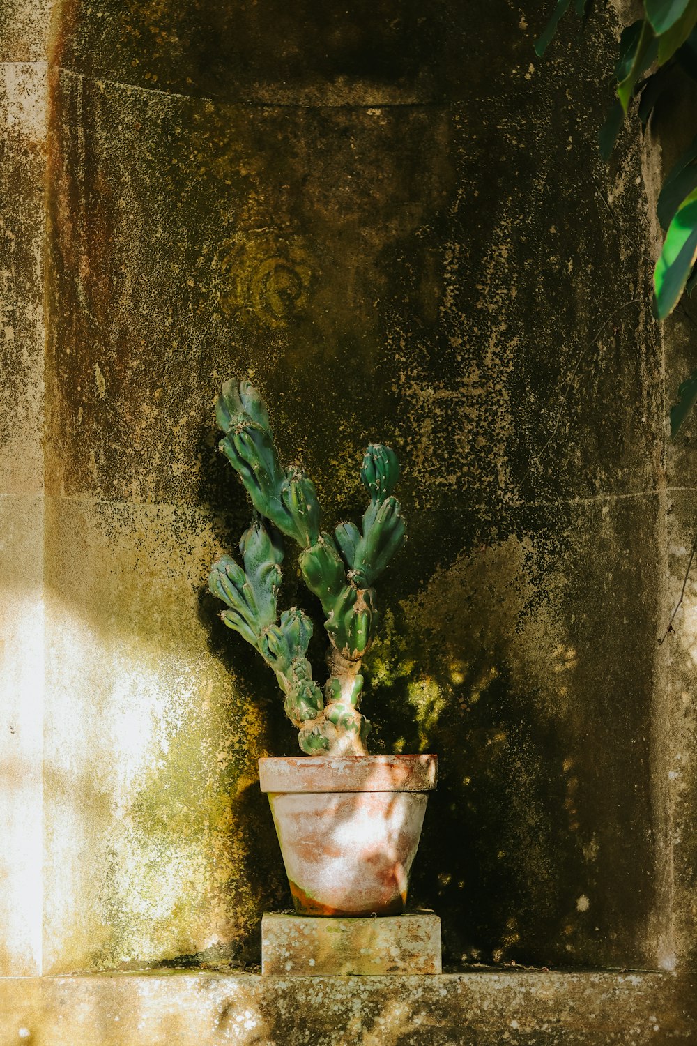 a cactus in a pot on a ledge