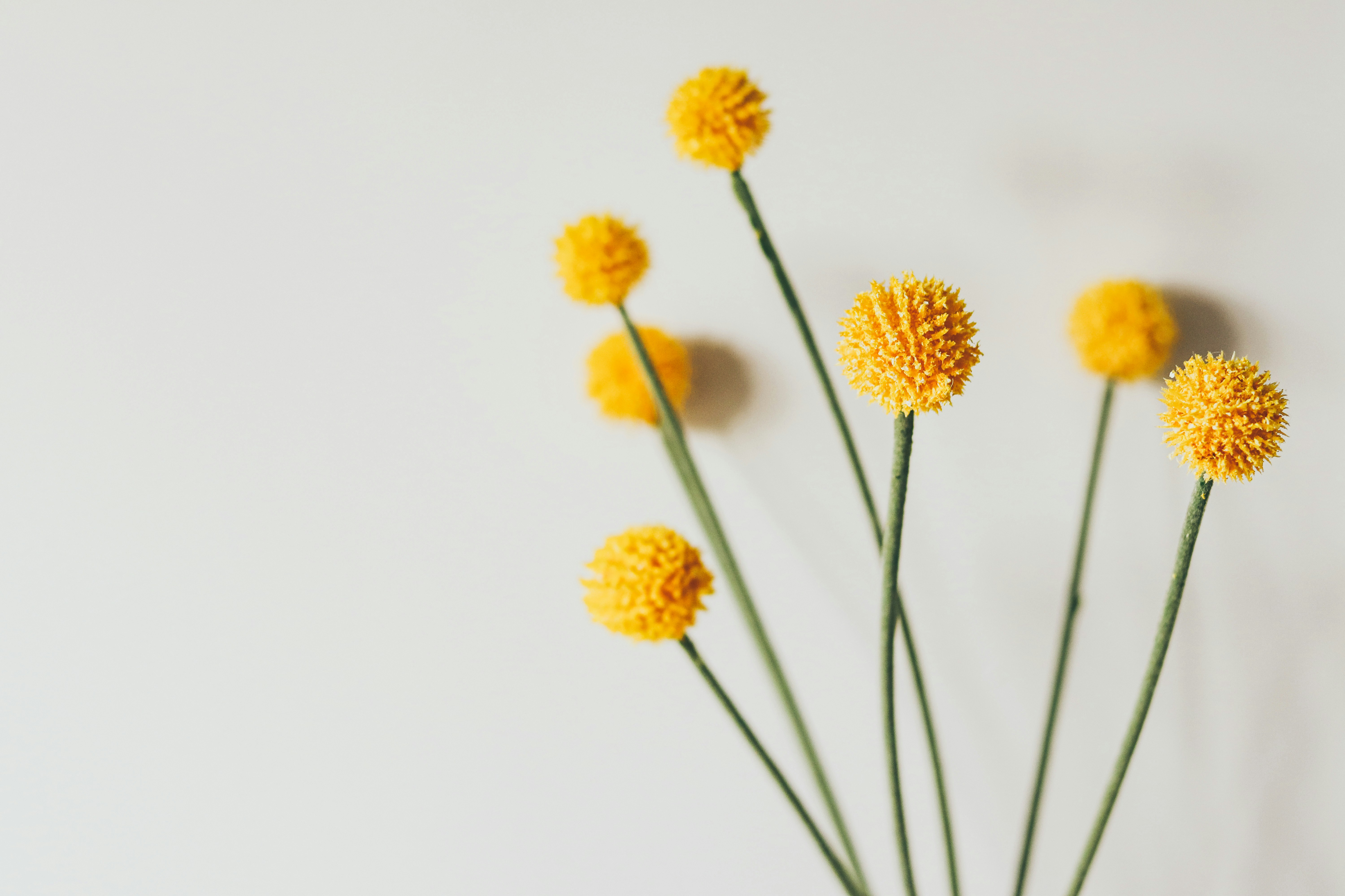 Photo by honeypoppet