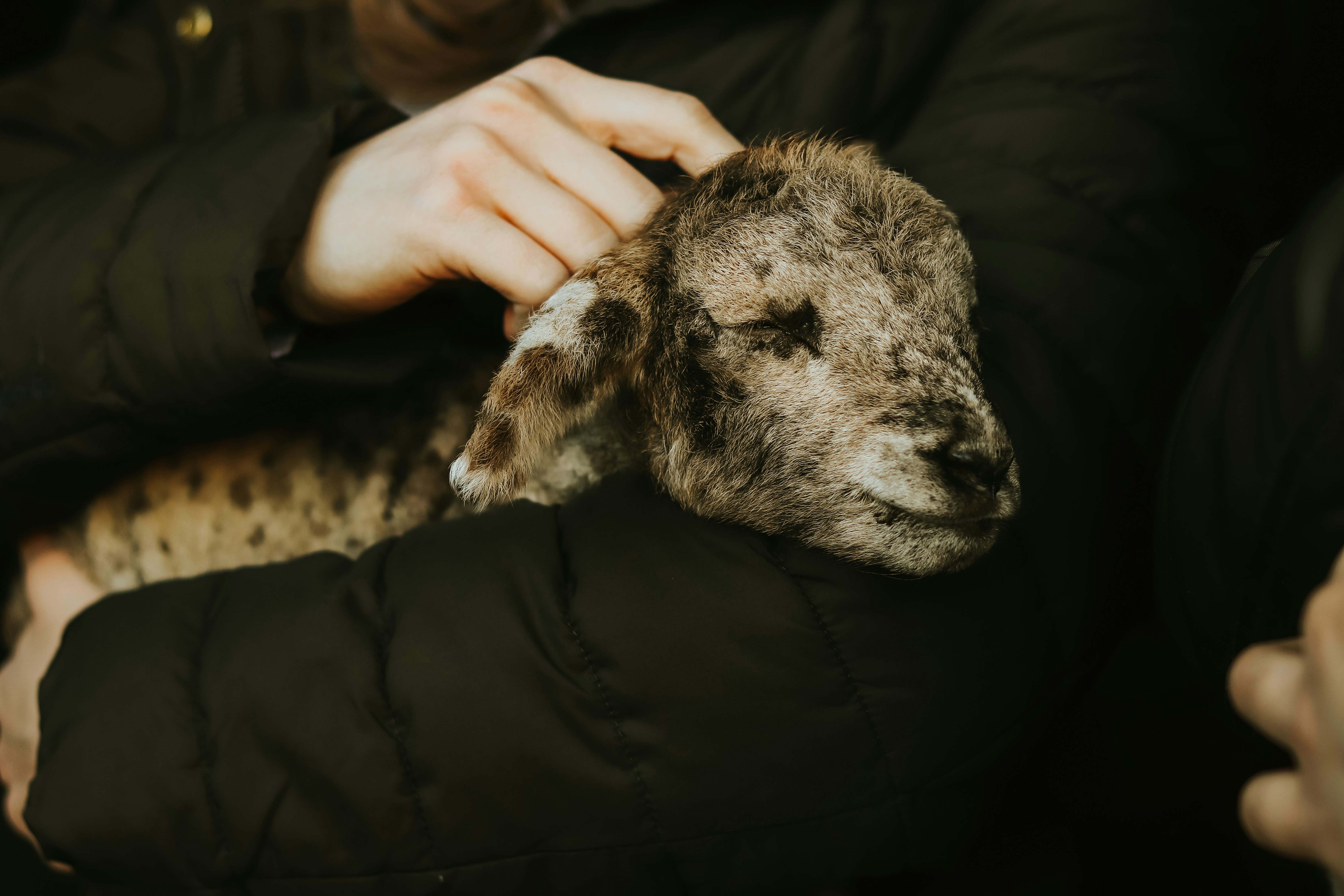 a close up of a person holding a small animal