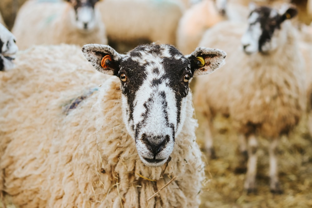 a herd of sheep standing on top of a dry grass field