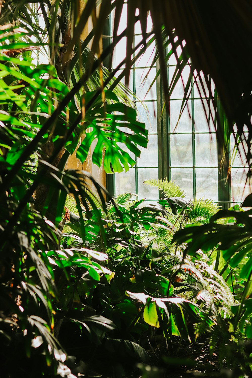 a room filled with lots of green plants next to a window