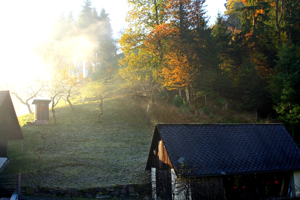 the sun shines through the trees on a hillside