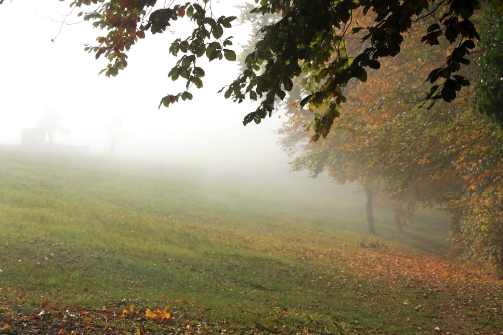 a foggy field with a bench in the distance