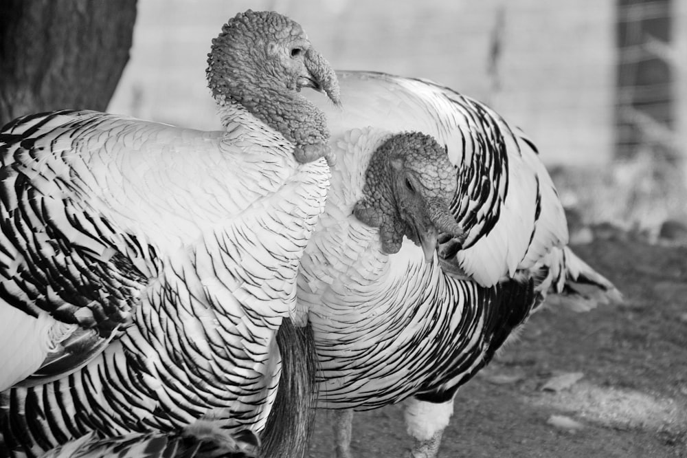 a couple of turkeys standing next to each other