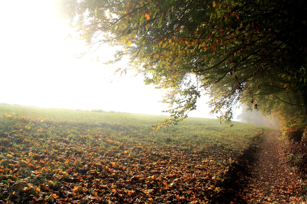 a path through a leaf covered field next to a tree