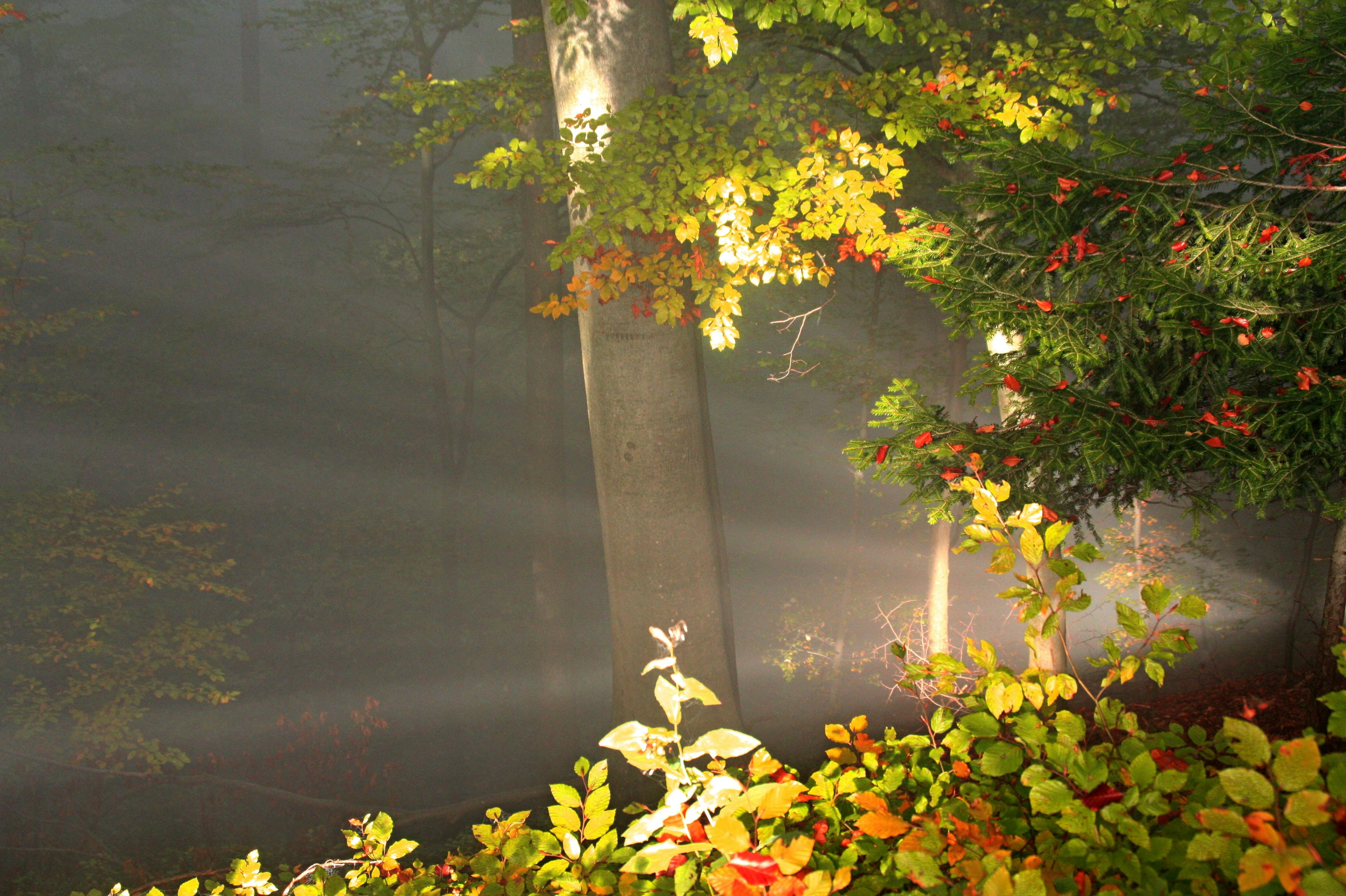 Choose from a curated selection of leaf backgrounds. Always free on Unsplash.