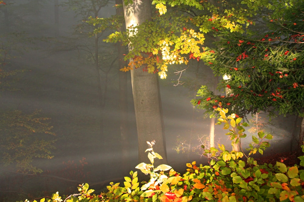 a light shines through the fog in a forest