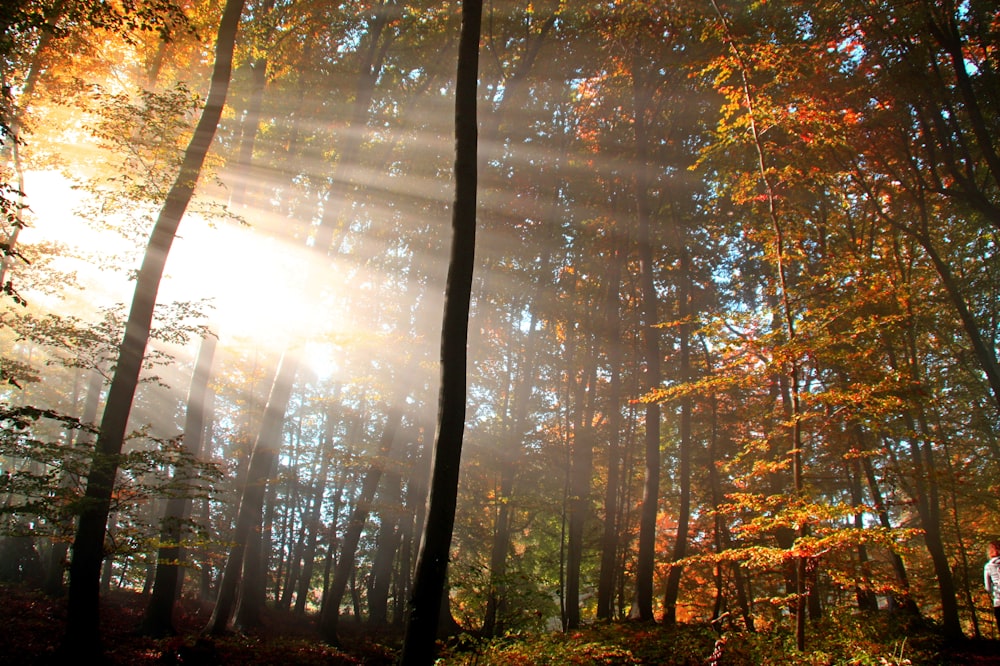 the sun shines through the trees in the forest