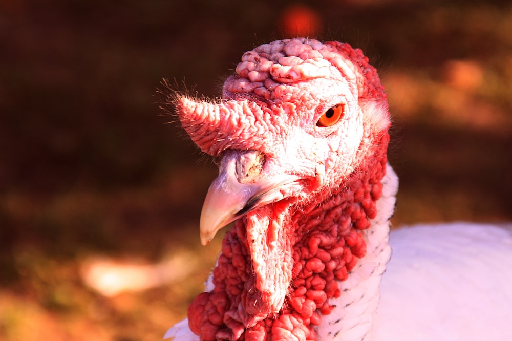 a close up of a turkey's head with a blurry background