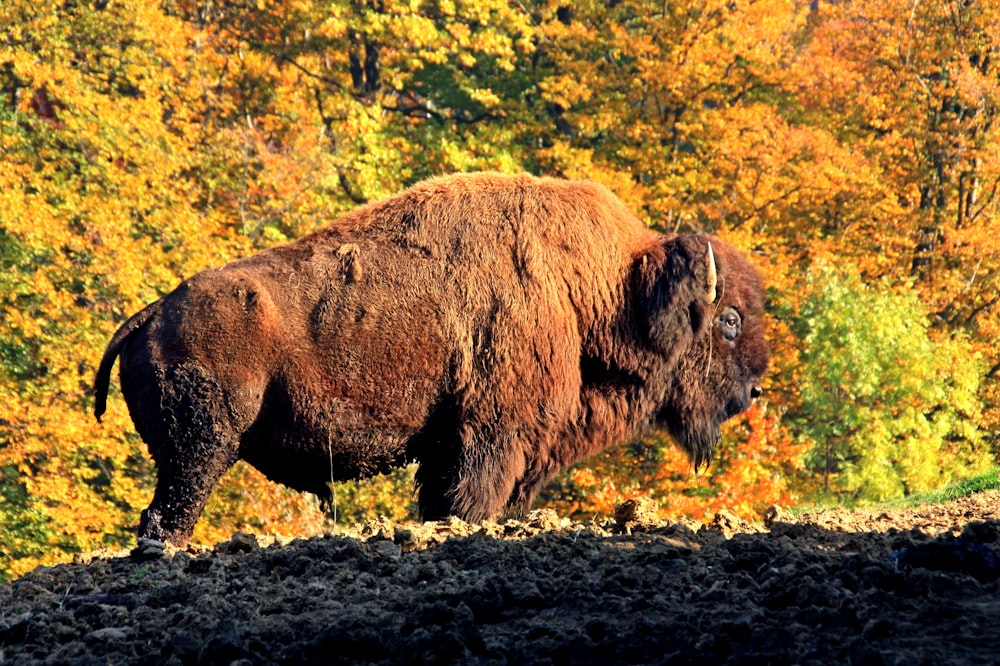 a large bison standing on top of a dirt field