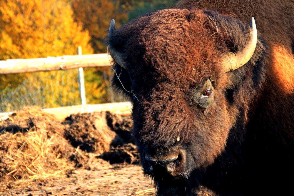 a bison is standing in a fenced in area
