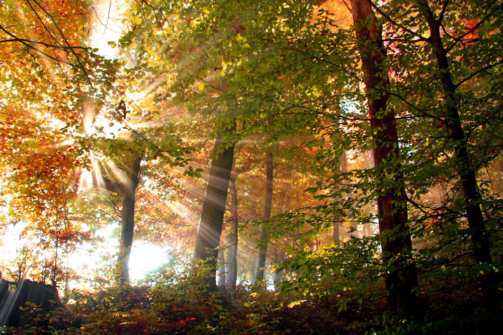 a forest filled with lots of trees covered in leaves