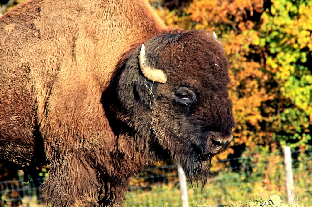 a bison standing in a field with trees in the background