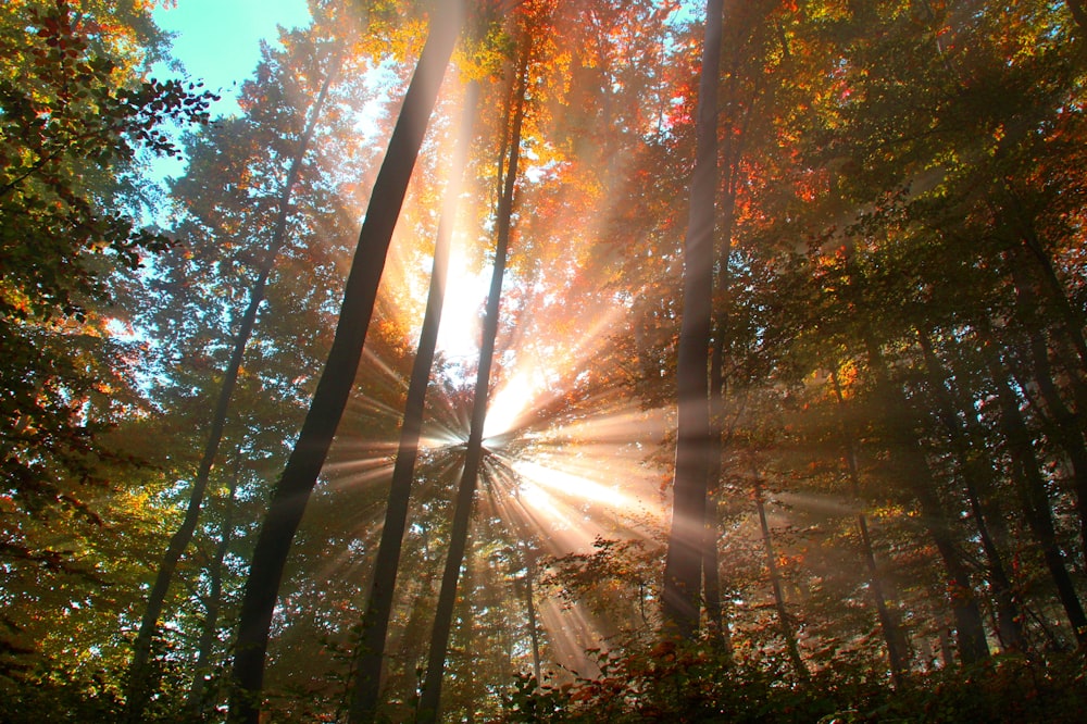 the sun is shining through the trees in the forest