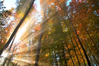 the sun is shining through the trees in the forest
