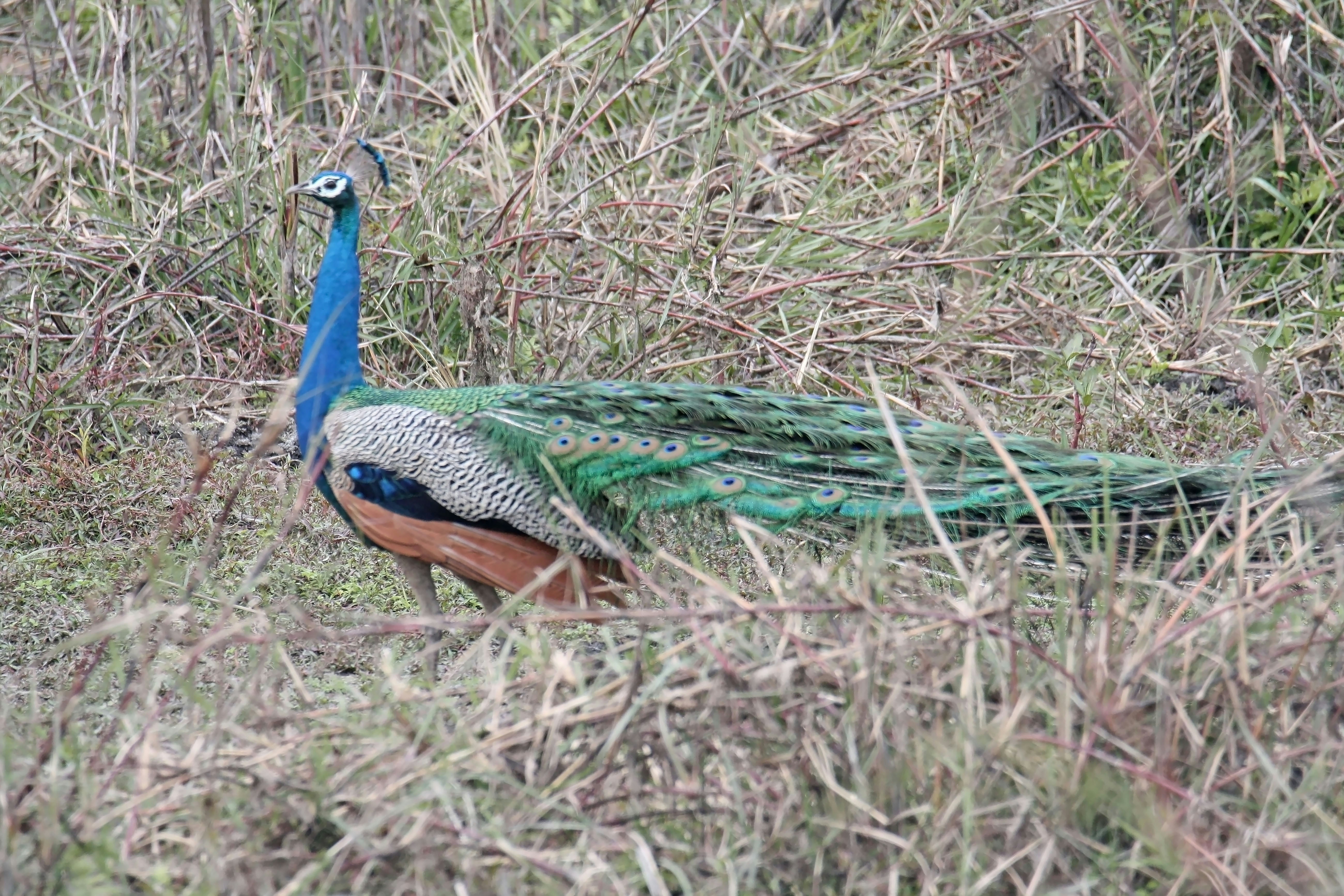 Manas National Park Escape — Assam tour package by Living Roots Tours along Guwahati - Manas - Guwahati