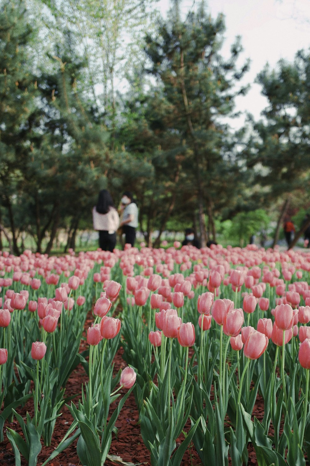 um campo de tulipas cor-de-rosa com pessoas no fundo