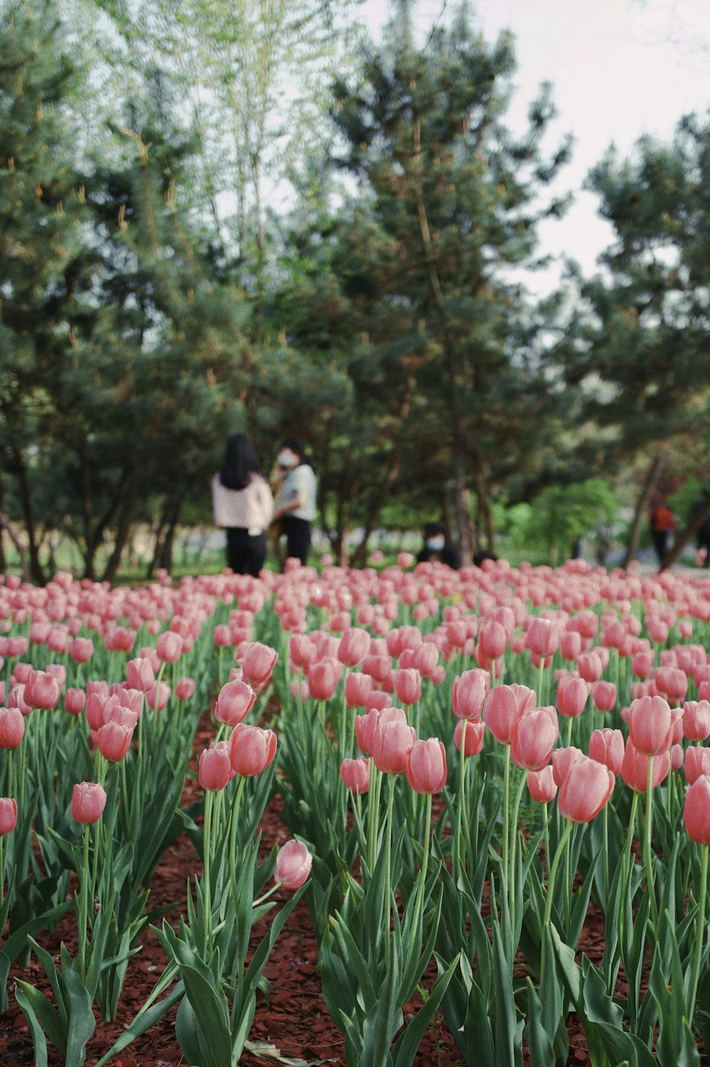 a field of pink tulips with people in the background