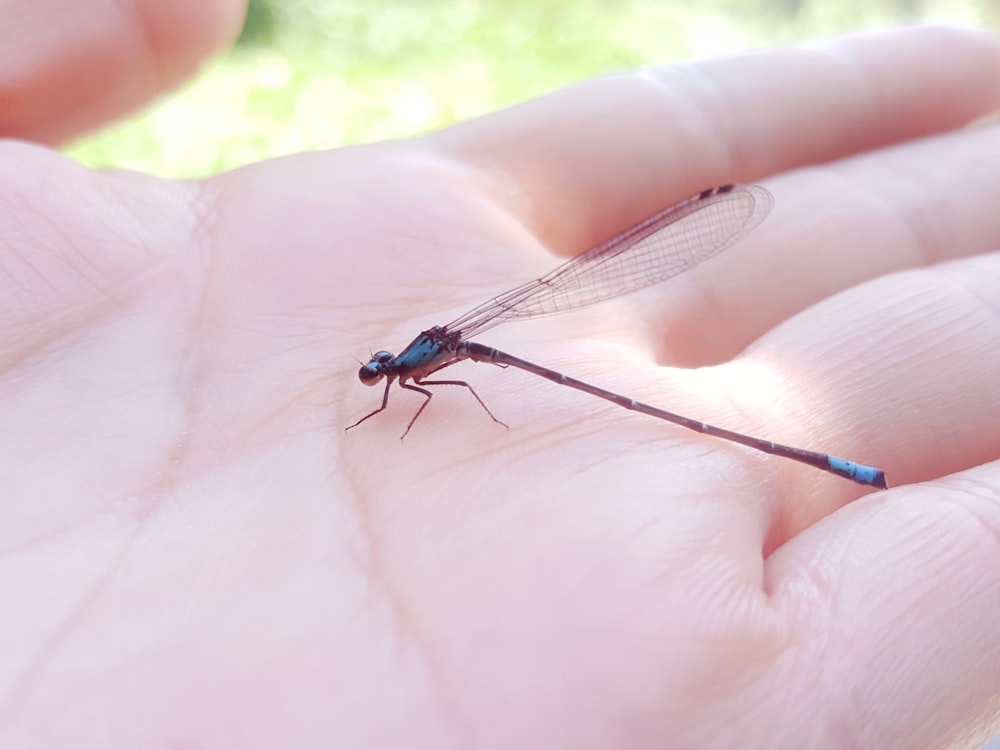 a small blue dragonfly sitting on top of a person's hand