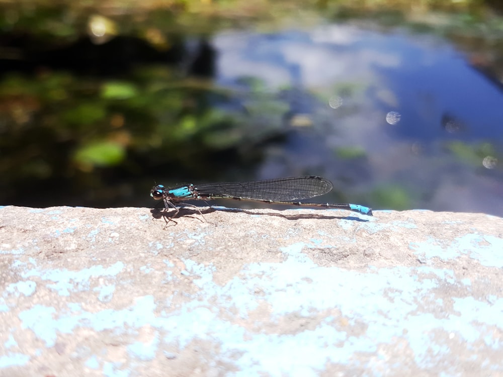 a blue and black dragonfly sitting on a rock