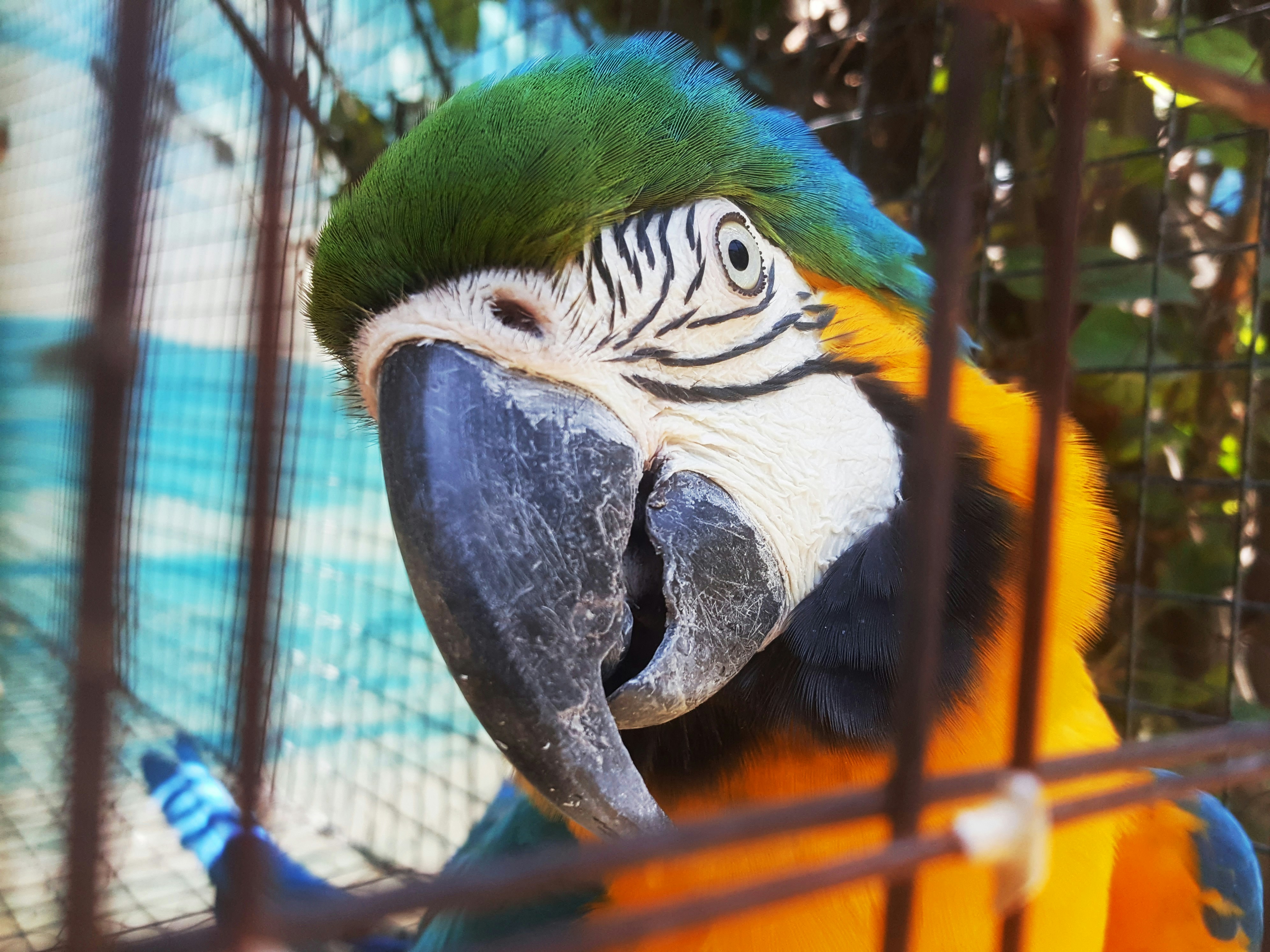 a colorful parrot sitting in a caged area, En Agroflori.